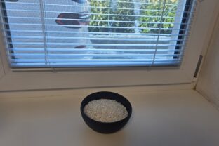 miska s ryžou na parapete