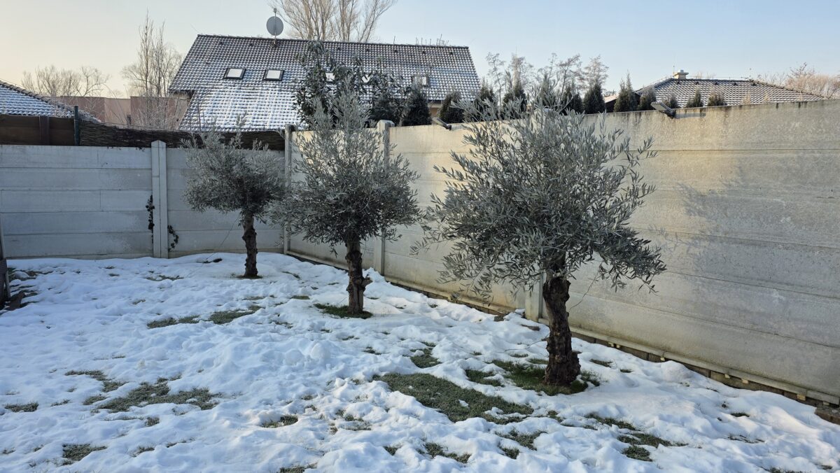 zasnežená záhrada