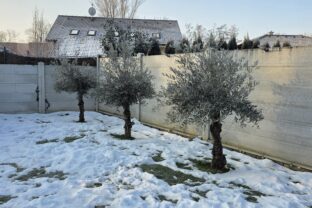 zasnežená záhrada