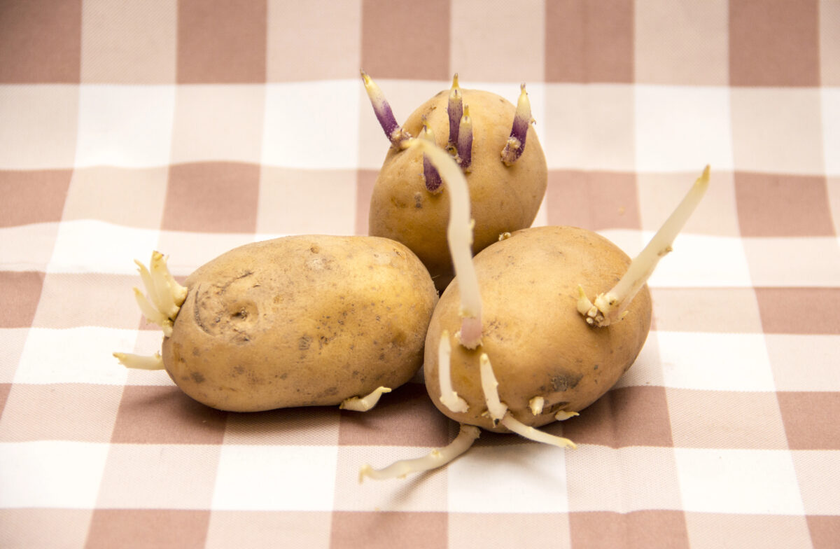 Naklíčené zemiaky