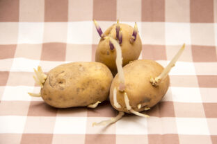 Naklíčené zemiaky