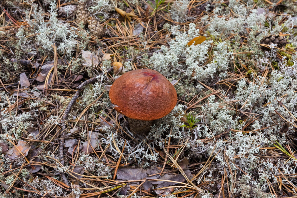 Suillus variegatus