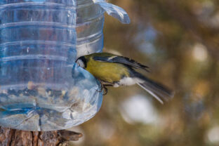 Krmítko pre vtáky z PET fľaše