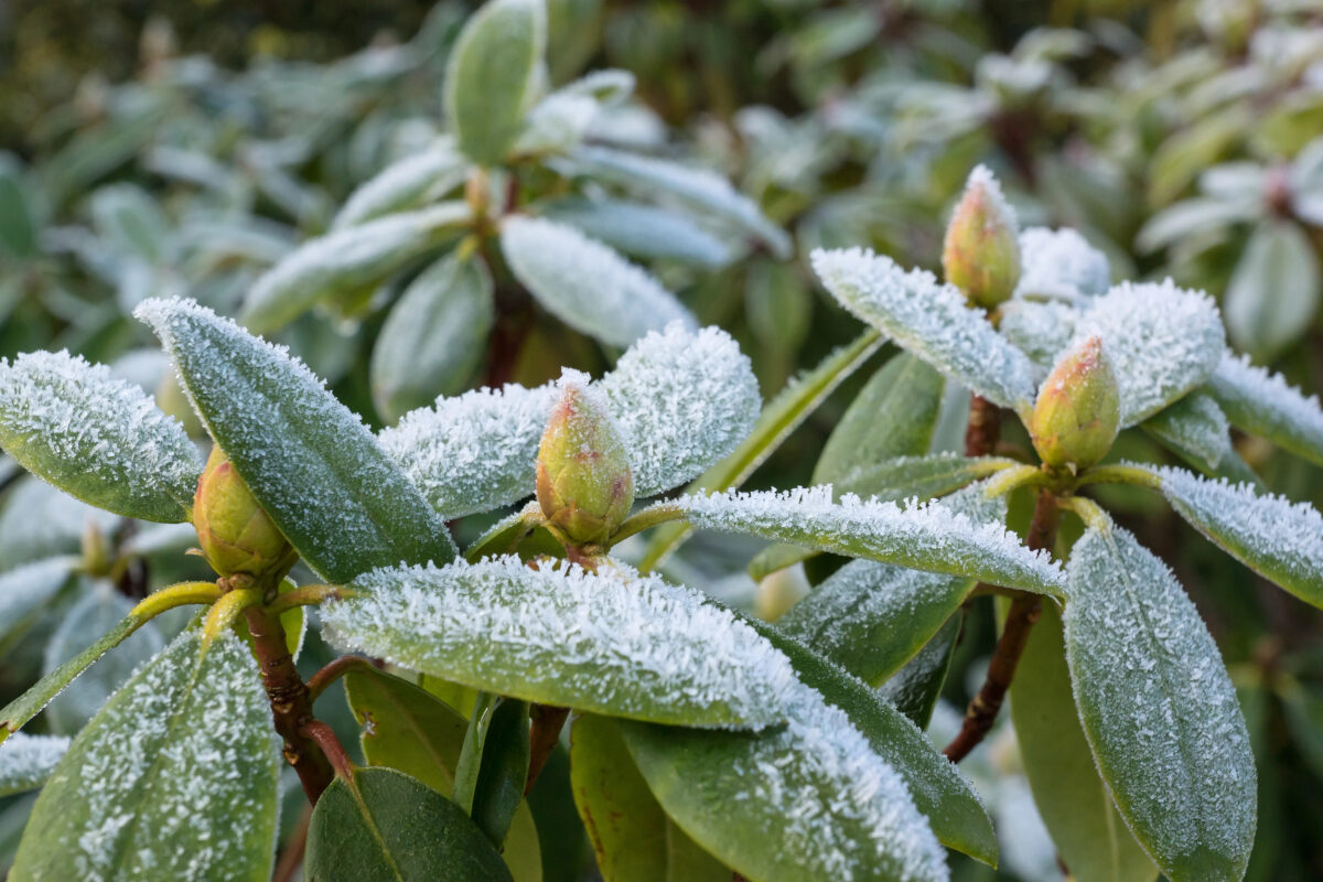 Rododendron v zime