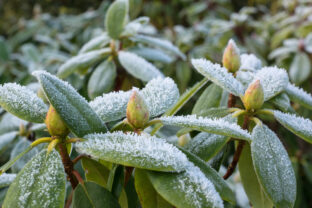 Rododendron v zime