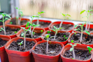 Sadenice v skleníku