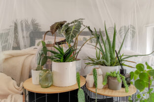 črepníkové rastliny