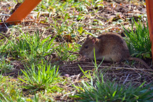 Prítomnosť potkanov v záhrade