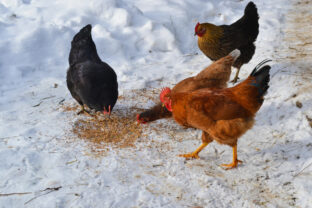 kŕmenie sliepok v zime