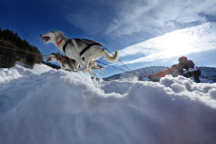 International sled dog race