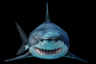 Isolated Big white shark