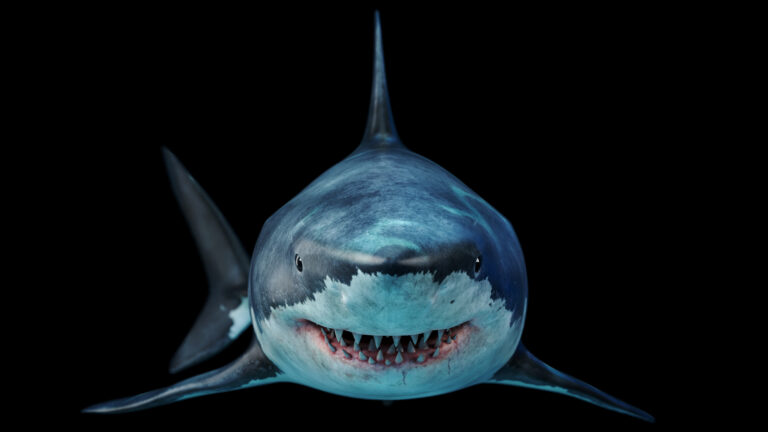 Isolated Big white shark