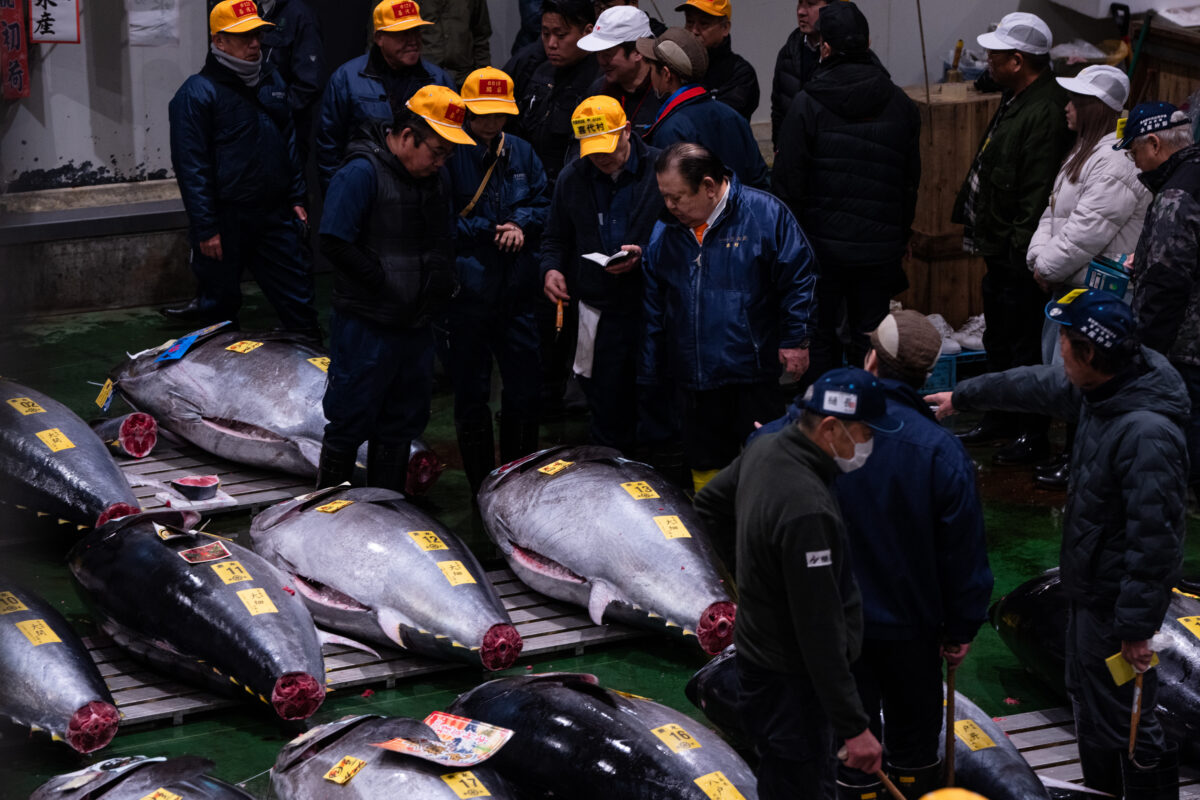 Japan Tuna Auction