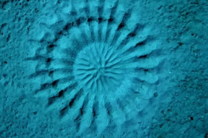 Záhadné kruhy na dne mora desili aj fascinovali vedcov. Pravda o ich pôvode je prekvapivo romantická (video)