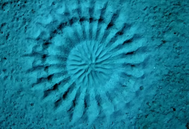 Záhadné kruhy na dne mora desili aj fascinovali vedcov. Pravda o ich pôvode je prekvapivo romantická (video)