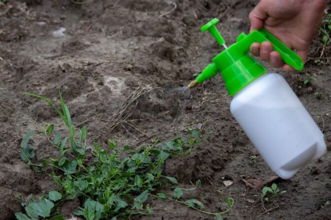 Postrekovanie buriny prírodným herbicídom v záhrade pomocou ručného rozprašovača