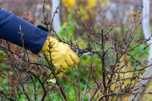 Zimný rez ríbezlí