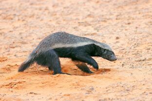 Mediar svetlochrbtý