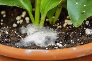 Biely povlak v črepníku