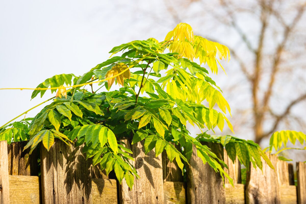 prerastajúci ker cez plot
