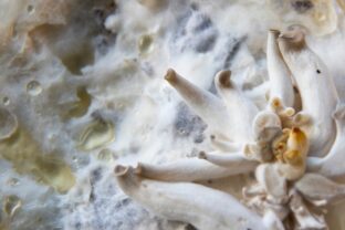 Mycélium hlivy ustricovej