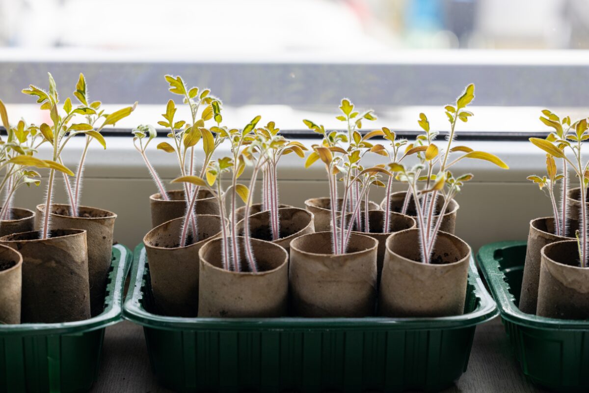 papierové rolky na sadenie