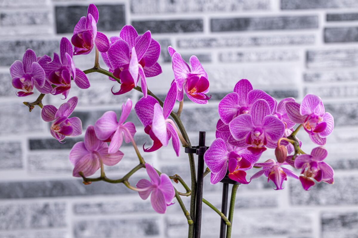 orchidea