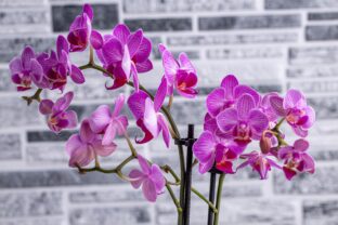 orchidea