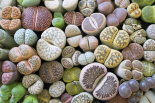 Lithops