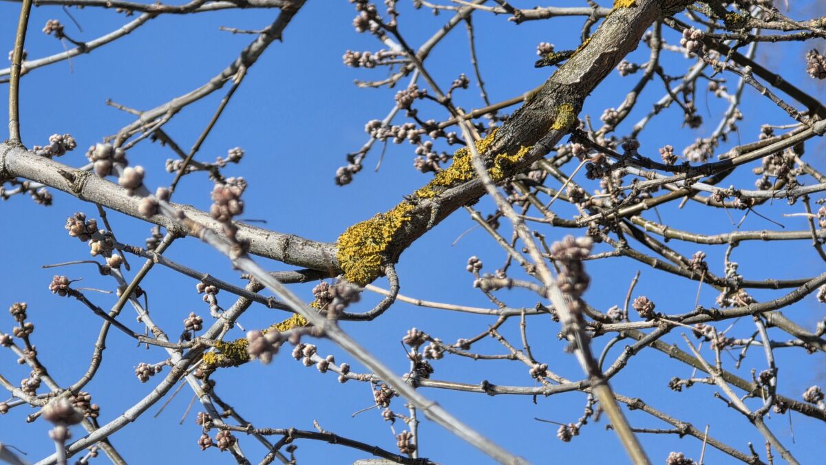 Lišajníky na stromoch
