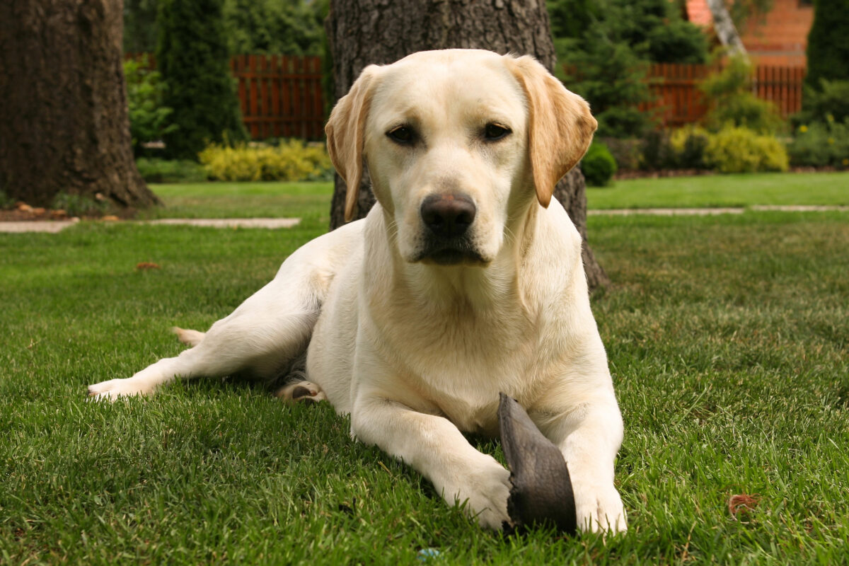 Labrador retriever