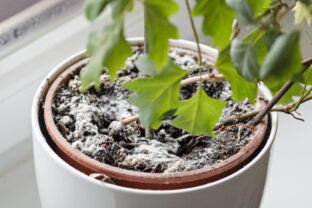 Biela pleseň v kvetináči