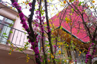 Cercis