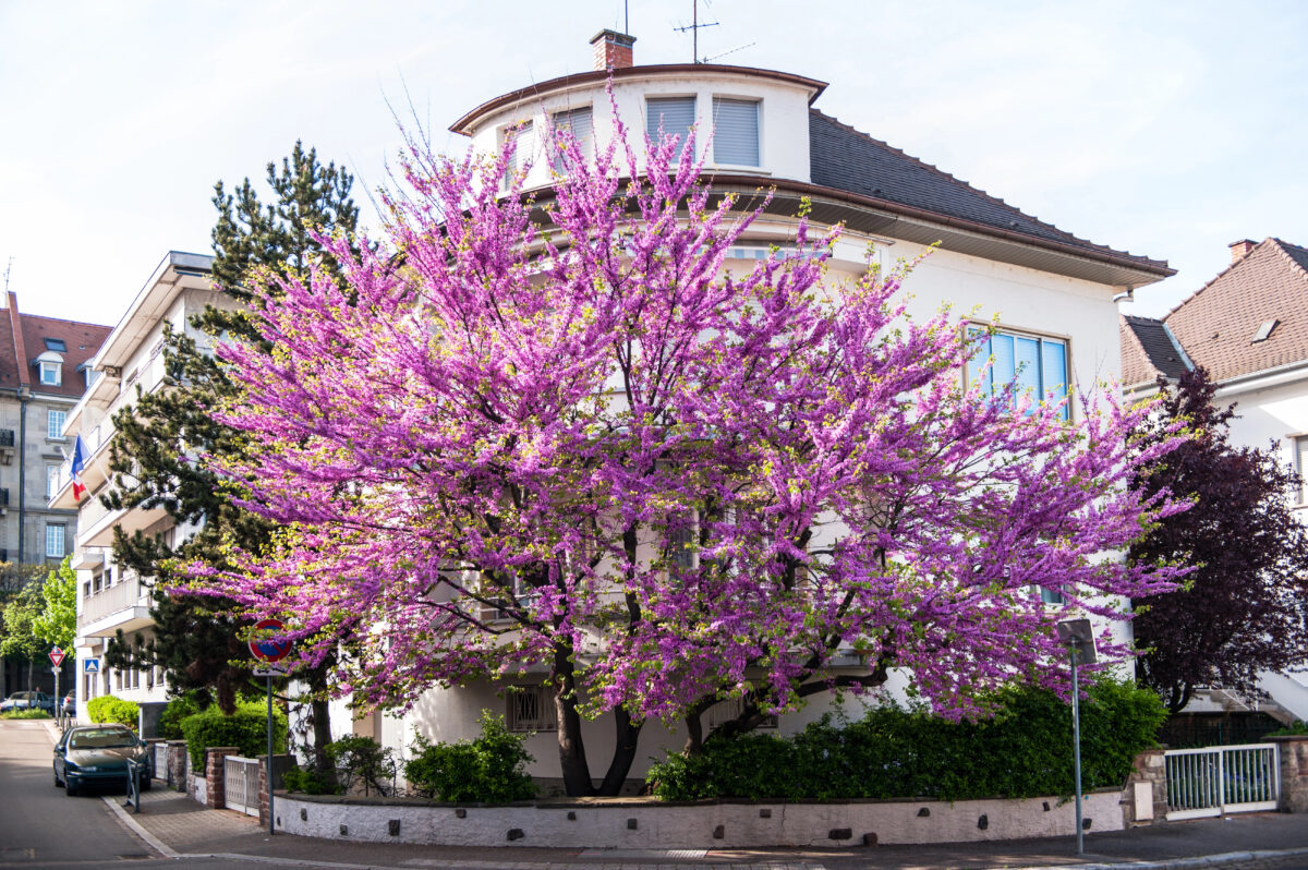 Cercis