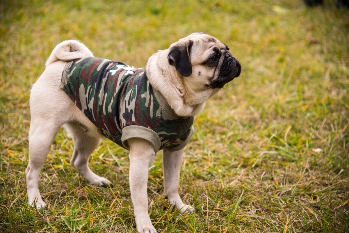 Oblečenie pre psa
