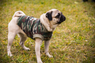 Oblečenie pre psa