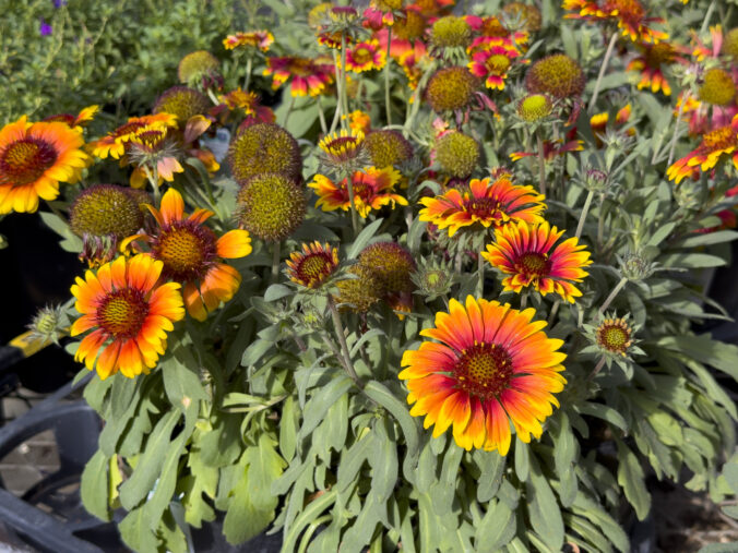 Farebné kvety a listy, ktoré rozžiaria vašu záhradu