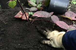 Kontrola vysadených rastlín, odborníci varujú pred chybou, ktorá môže zničiť vašu záhradu