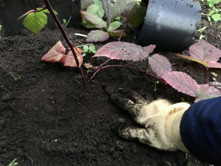 Kontrola vysadených rastlín, odborníci varujú pred chybou, ktorá môže zničiť vašu záhradu