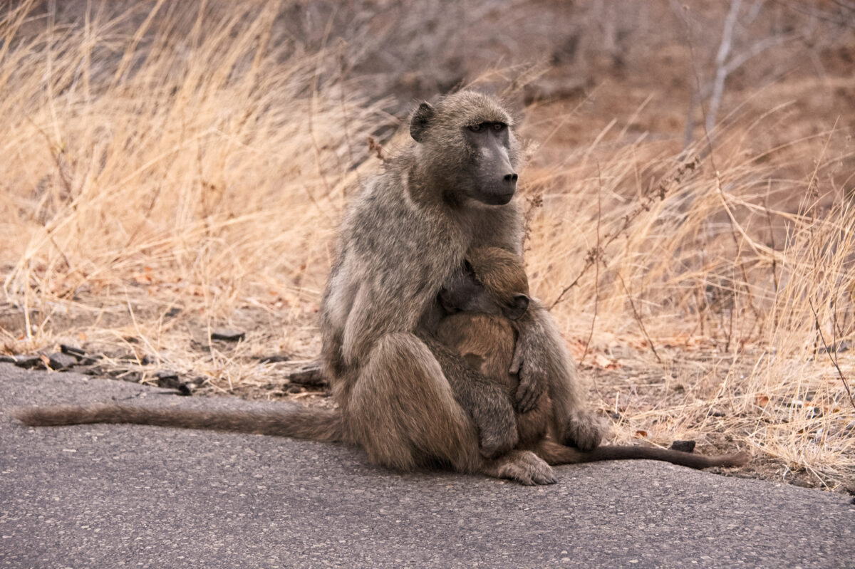 Pavián sediaci na ceste a držiaci mláďa, prejav sociálneho a ochranného správania
