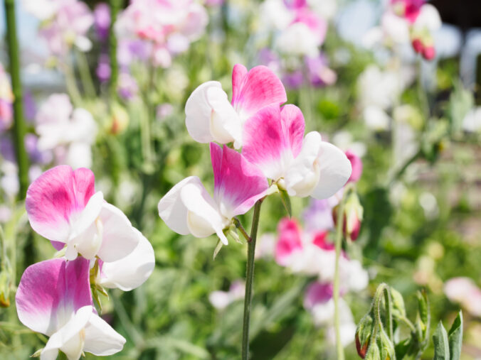 Farebné kvety a listy, ktoré rozžiaria vašu záhradu