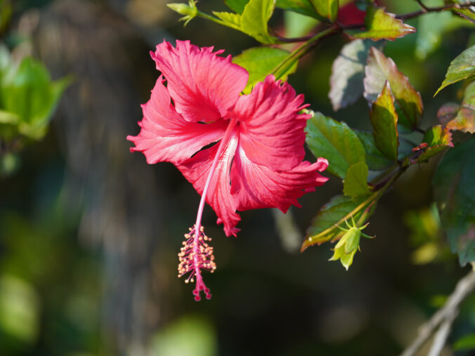 Farebné kvety a listy, ktoré rozžiaria vašu záhradu