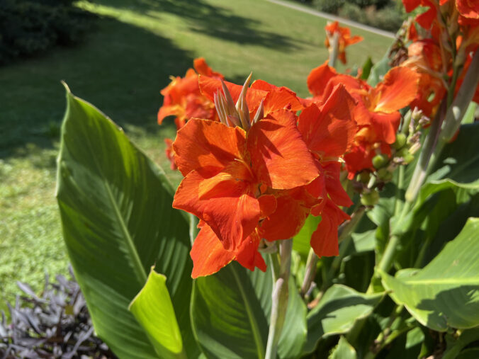Farebné kvety a listy, ktoré rozžiaria vašu záhradu