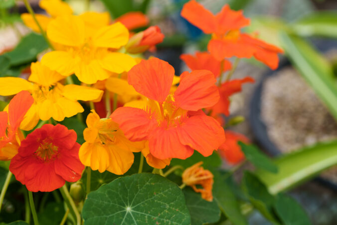 Farebné kvety a listy, ktoré rozžiaria vašu záhradu