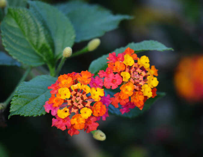 Farebné kvety a listy, ktoré rozžiaria vašu záhradu