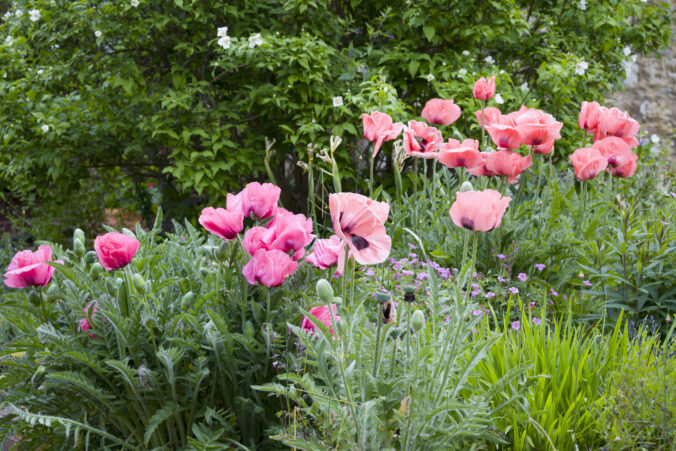 Farebné kvety a listy, ktoré rozžiaria vašu záhradu