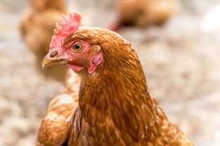 Nedostatok vápnika u sliepok spoznáte podľa tohto detailu. Väčšina chovateľov ho prehliadne