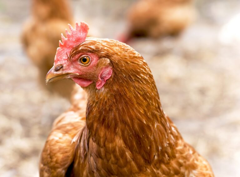 Nedostatok vápnika u sliepok spoznáte podľa tohto detailu. Väčšina chovateľov ho prehliadne