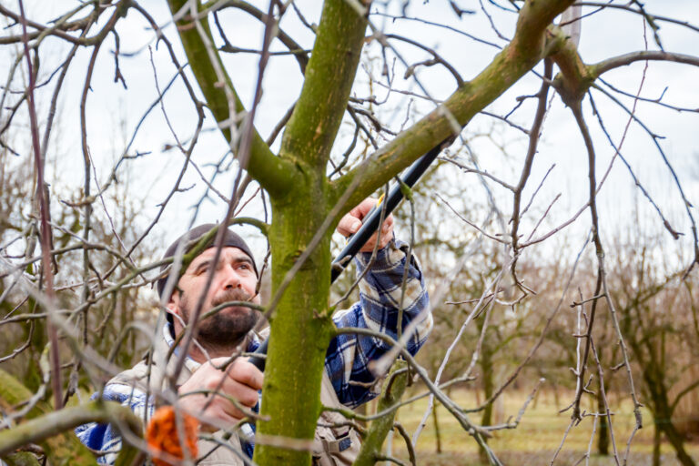 Ochrana ovocných stromov po zime. Toto sú rozhodujúce kroky pred začiatkom jari