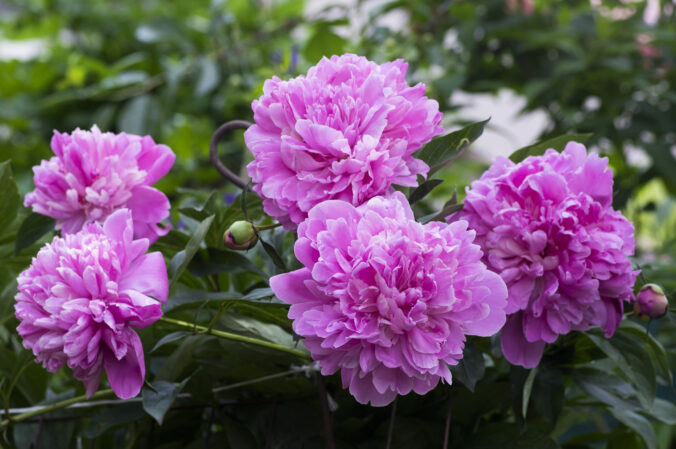 Farebné kvety a listy, ktoré rozžiaria vašu záhradu